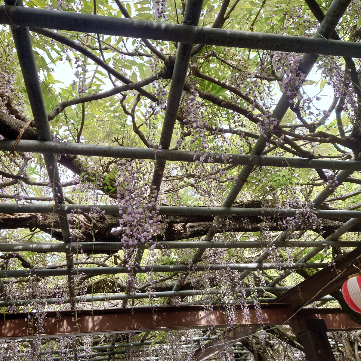 唐津城【公式】 tweet media