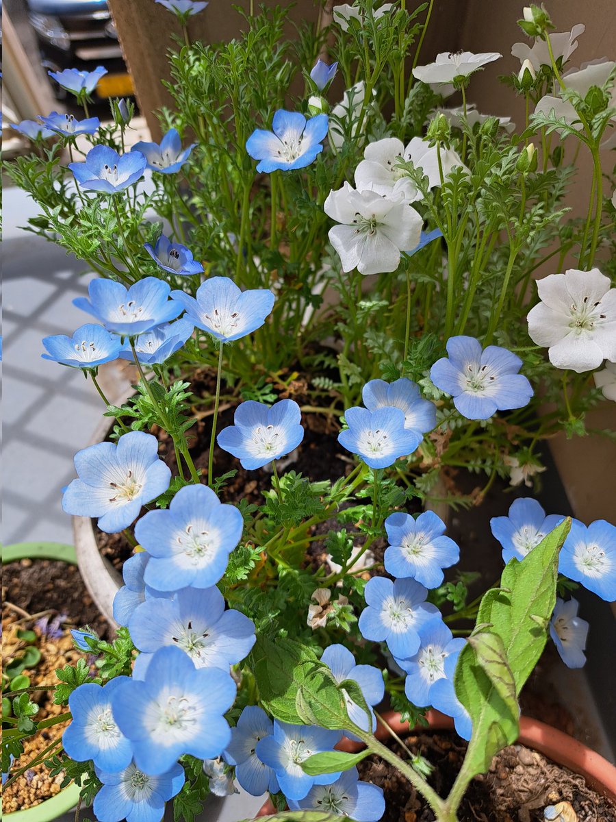 つくし tweet media