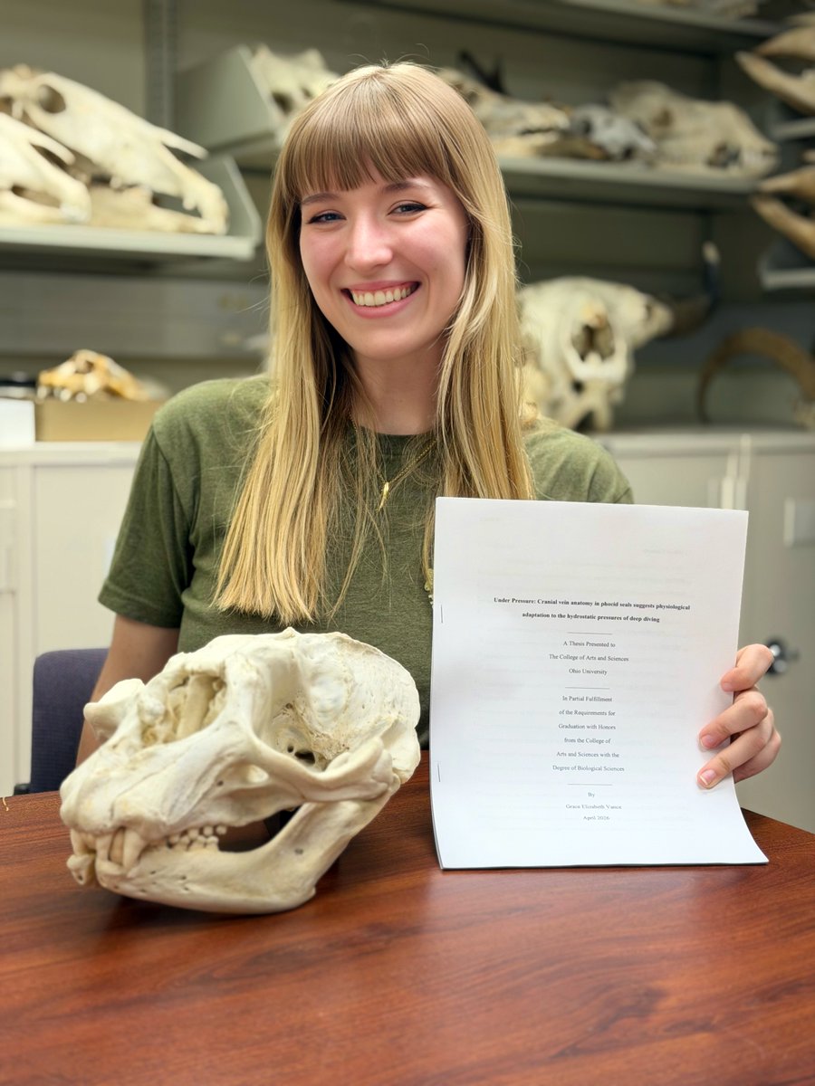 WitmerLab's tweet photo. Congrats to graduating senior Grace Vance who defended her honors thesis on cranial vascular adaptations for diving in seals this week &amp; submitted it today! We'll send it off for publication soon. Grace is a truly impressive person with a bright future! Off to Purdue for her PhD! https://t.co/OW64Ive7NK