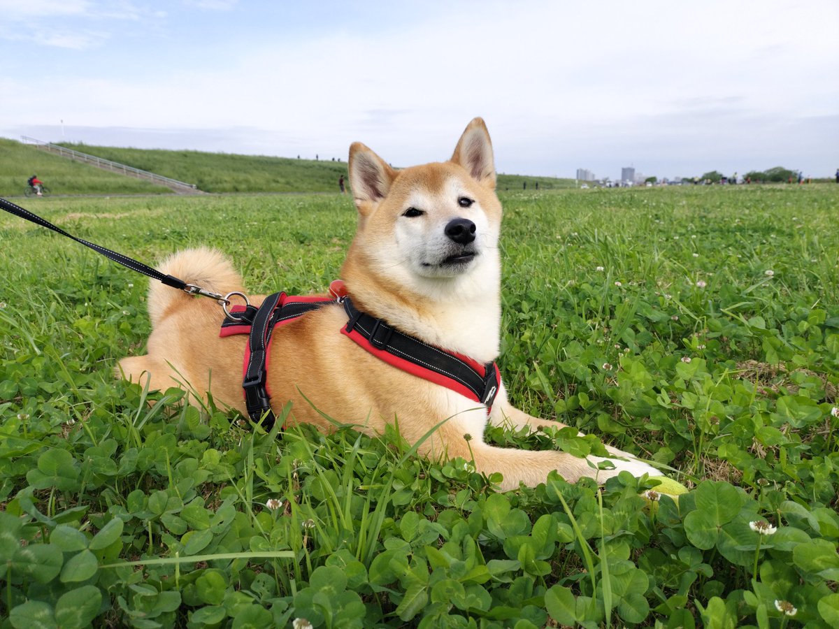 柴犬ムギのおかあしゃん日記 tweet media