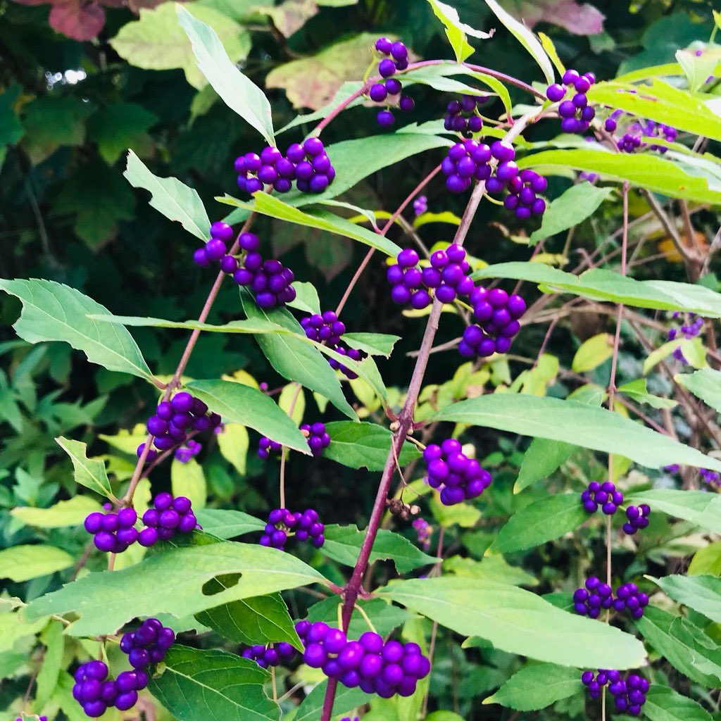 jun_horiguchi's tweet image. 🌿🟣紫式部🟣🌿

instagram.com/jun.photo.bw

#photo #plant #colors