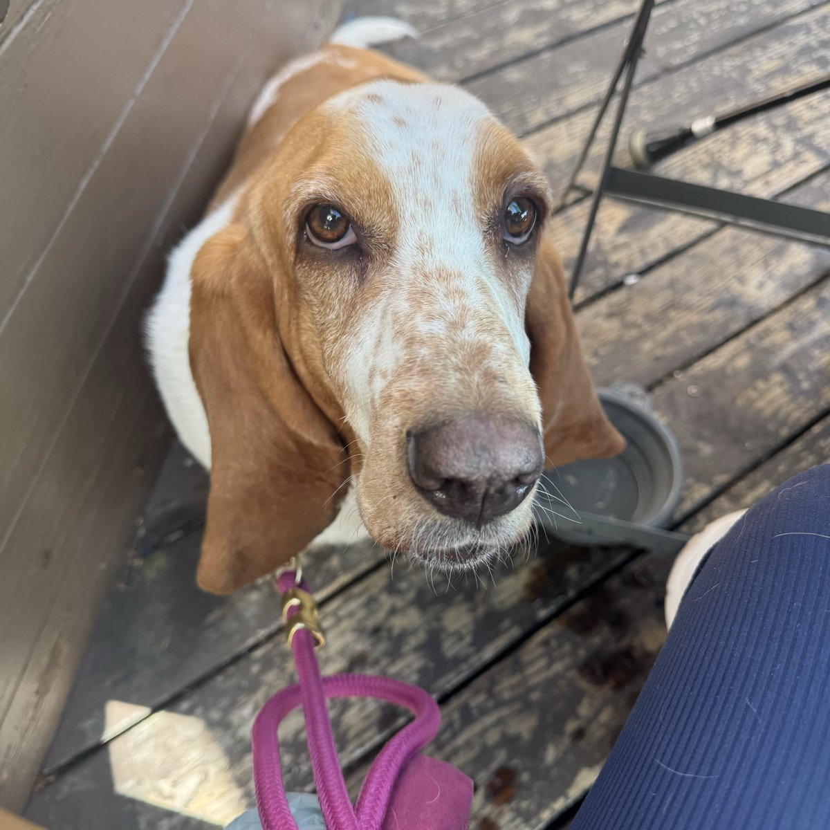 Chloe Belle ~ The Athletic Basset tweet media