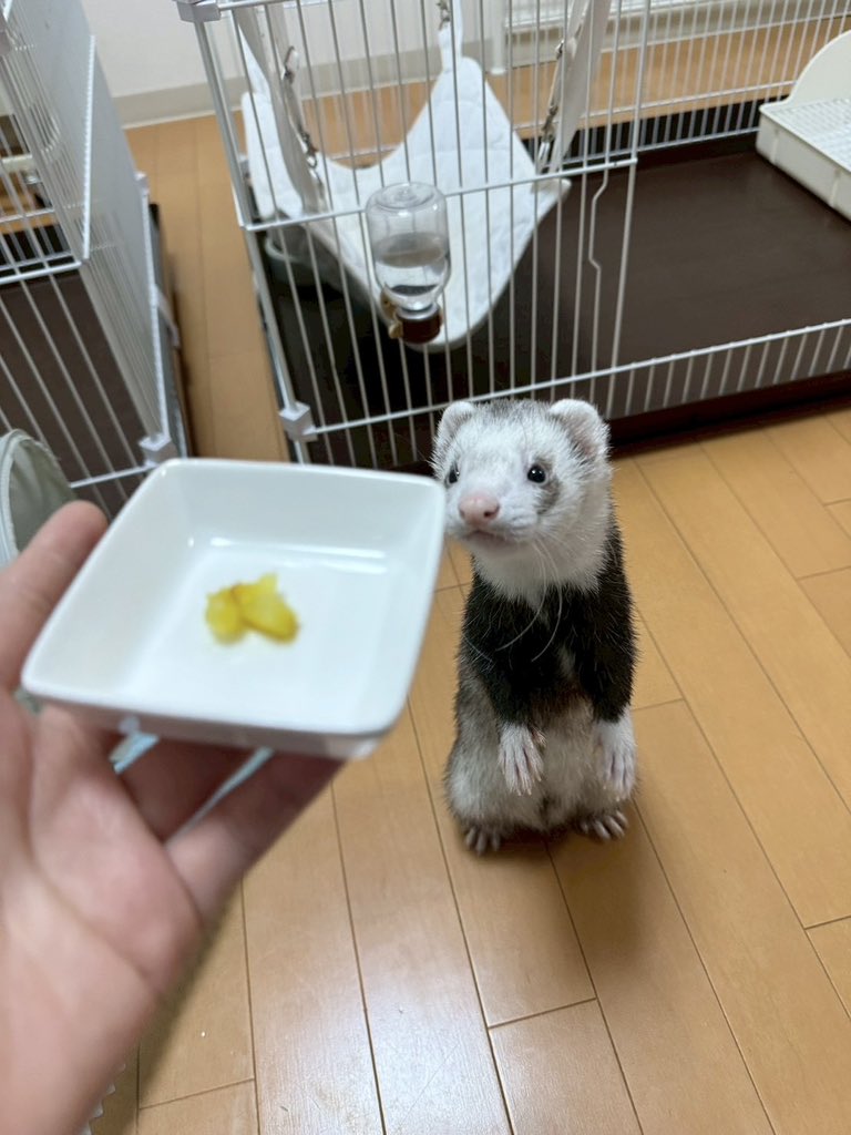 さつまいもエンカウント