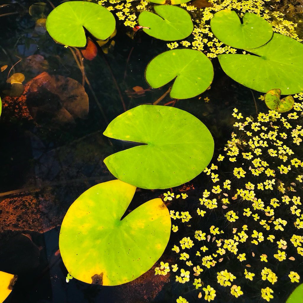 jun_horiguchi's tweet image. 🌼🍃♢ 🌼🍃♢ 🌼🍃♢

instagram.com/jun.photo.bw

#photos #colors #nature #bw