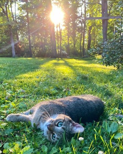 Punch Cat (@punchingcat) on Twitter photo 