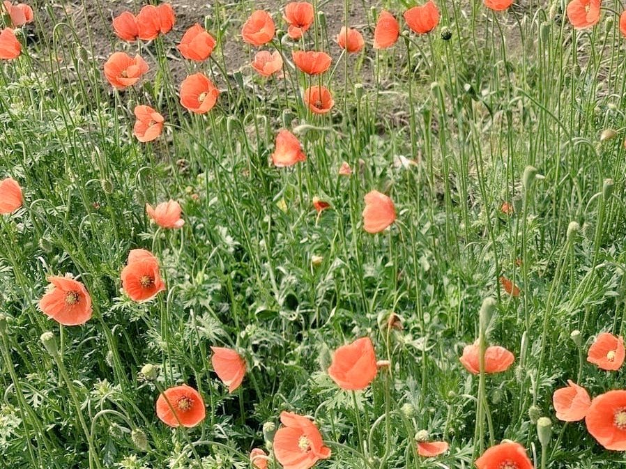 ぴょん太🐷 tweet media