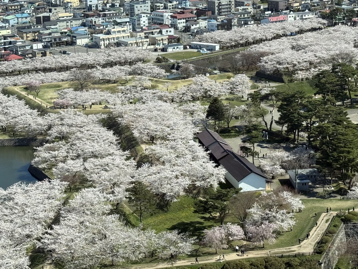 Mini Kish@Yojimbo tweet media