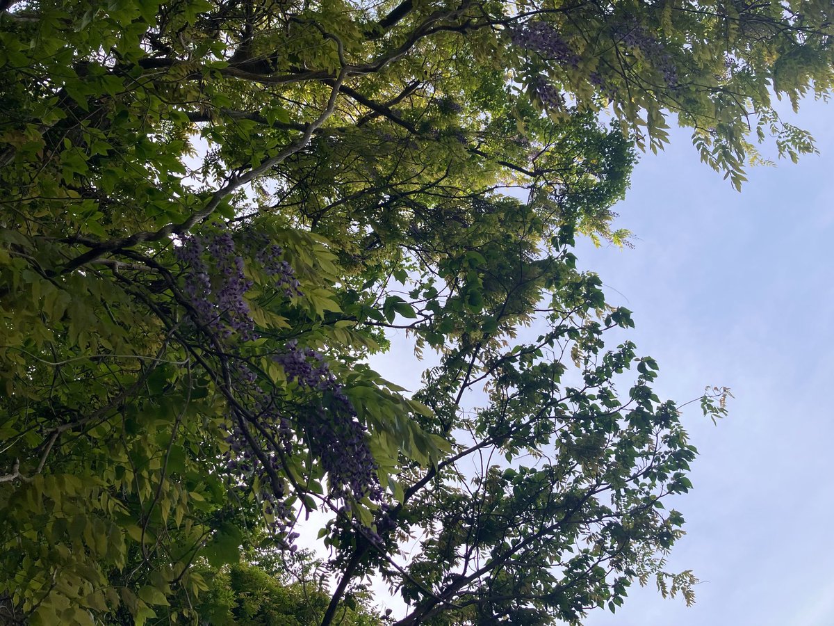 尾畑ばたお tweet media