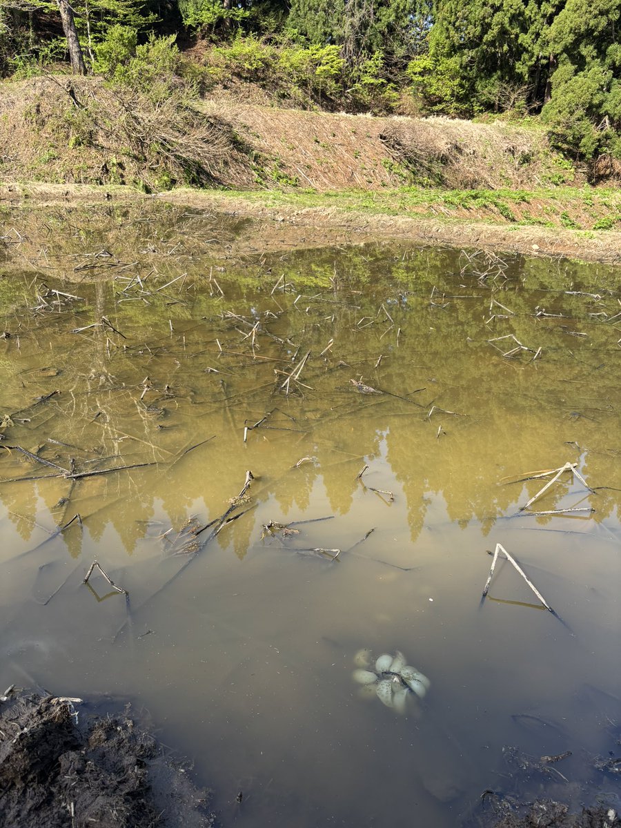 しんごぼう tweet media