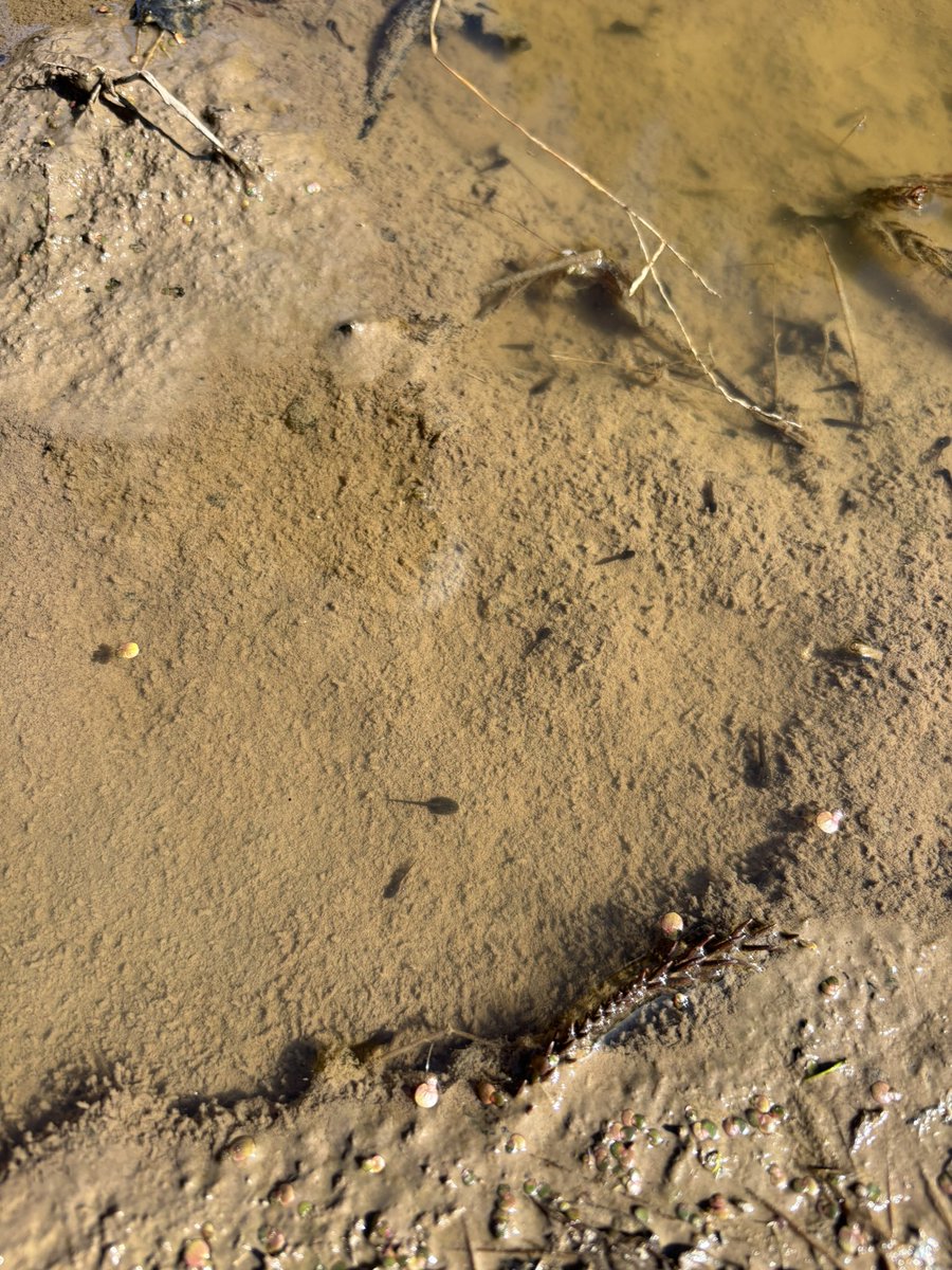 しんごぼう tweet media