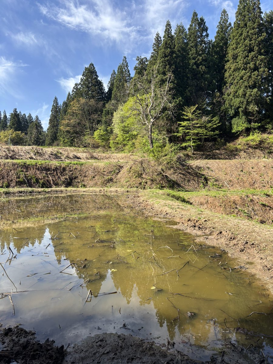 しんごぼう tweet media