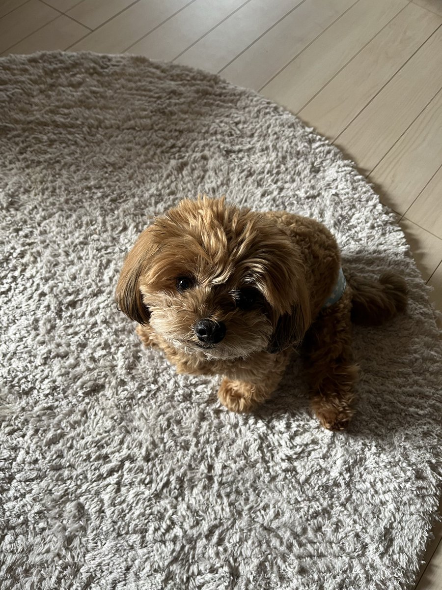 SC17～dotenbear～ tweet media