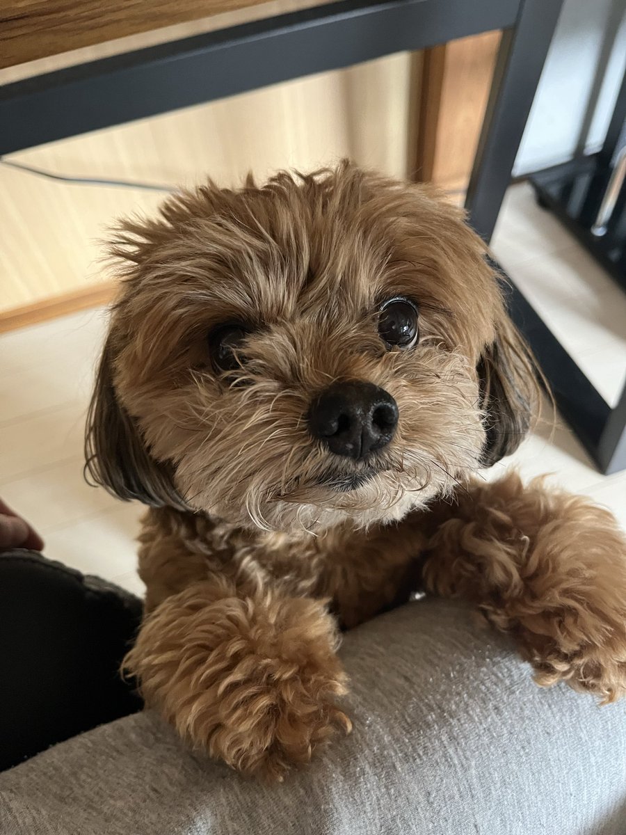 SC17～dotenbear～ tweet media