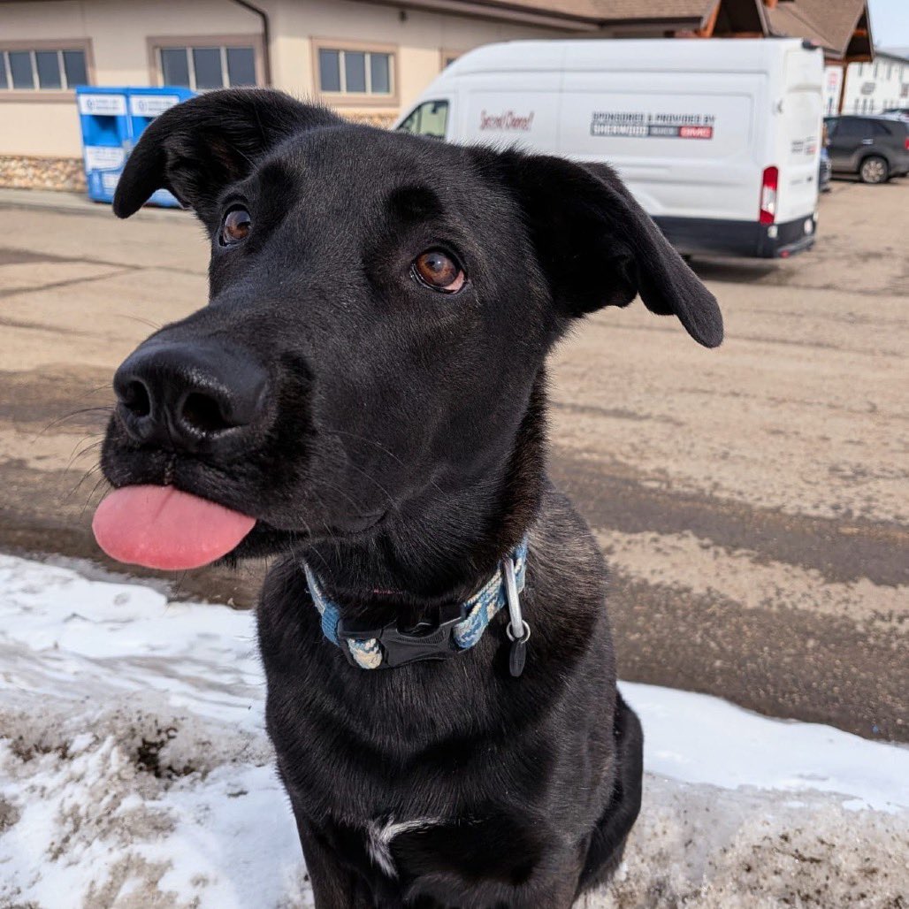 Second Chance Animal Rescue Society (SCARS) tweet media