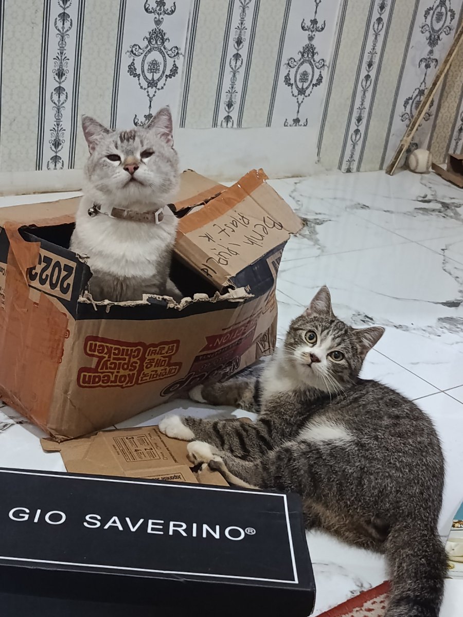 Joyful Garden 🌿🫑 tweet media