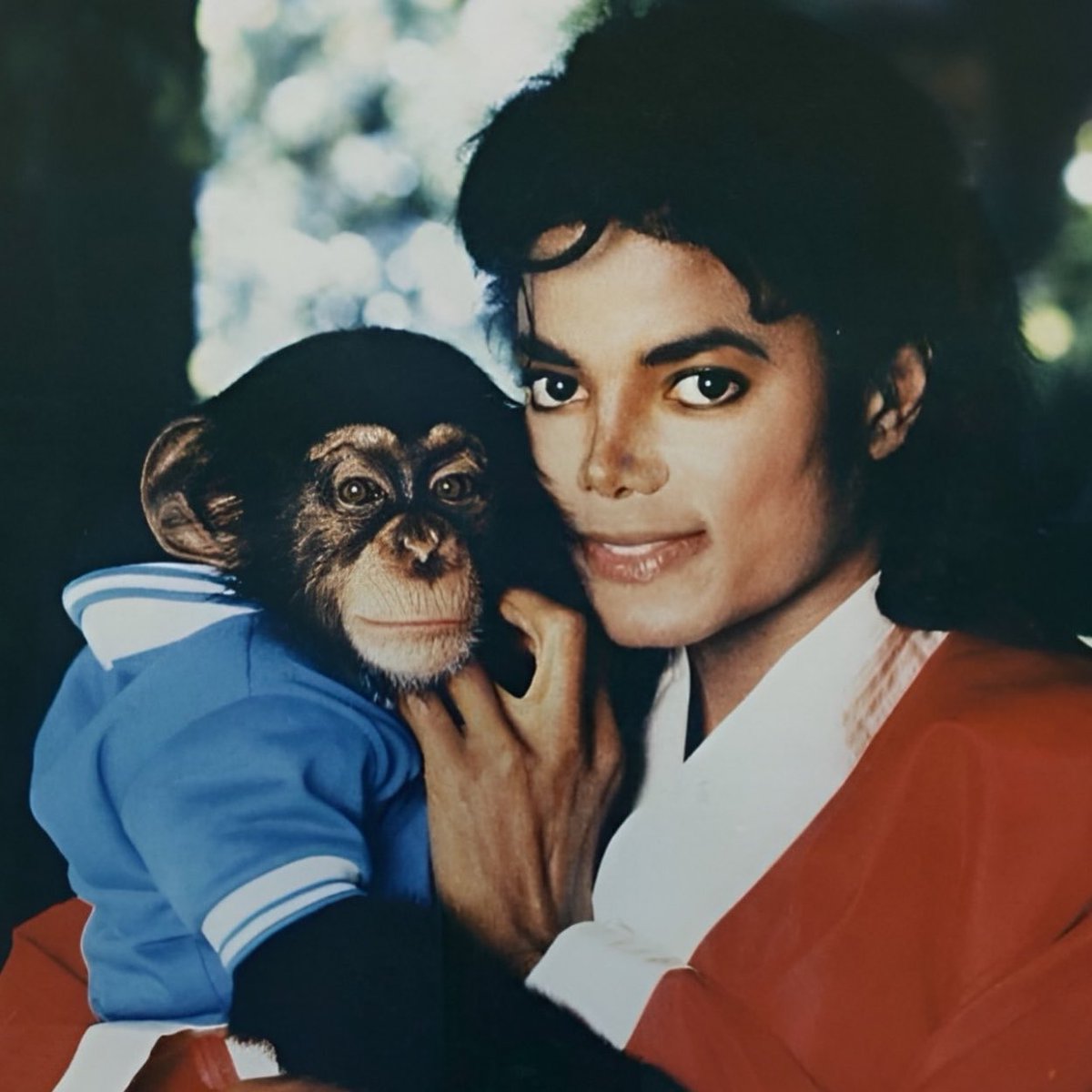 popzonebr's tweet photo. Michael Jackson teve um chimpanzé de estimação chamado Bubbles, e ele ainda está vivo, aos 43 anos. https://t.co/D0rn3qyU0A