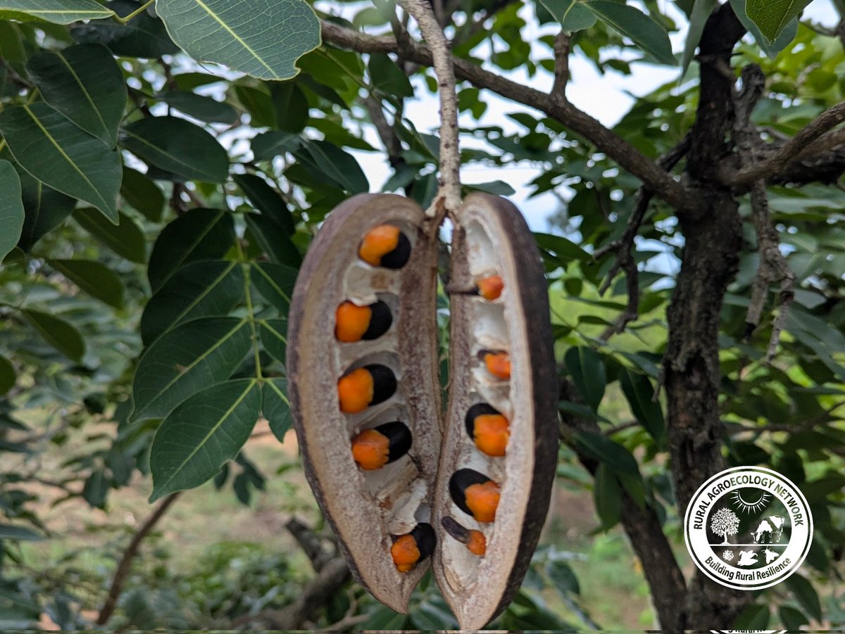 Rural Agroecology Network tweet media