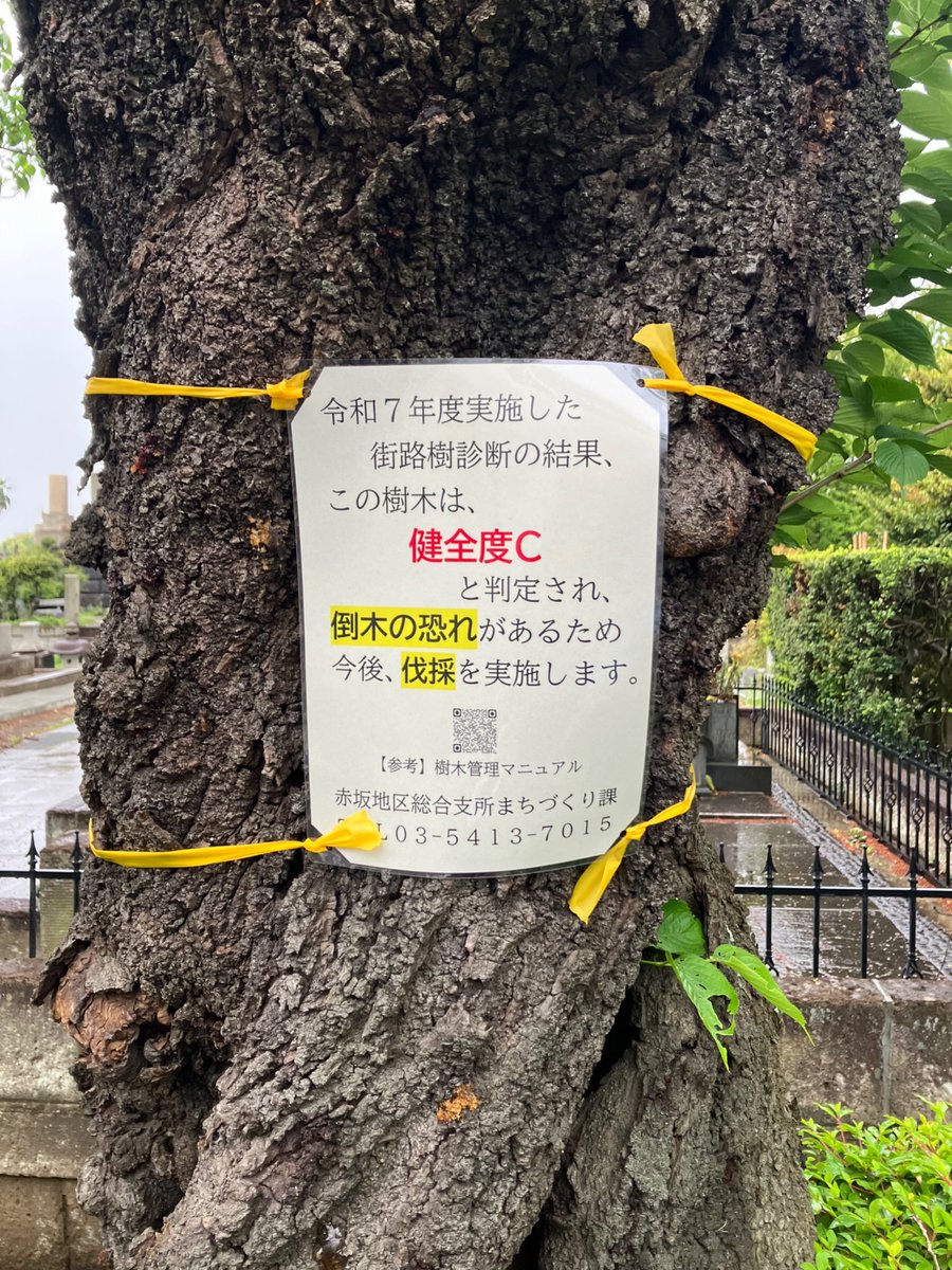 triparaace's tweet image. SAKURA 2026🌸
20260423 東京都港区南青山 青山霊園／青山墓地
健全度Cだらけの青山霊園の桜。もうすぐ花見ができなくなる。
#桜 
#CherryBlossom