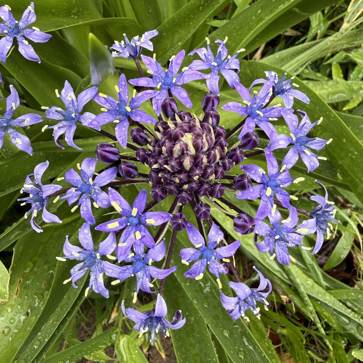 色んな呼び方あるけど
ツリガネズイセンが1番しっくりくるなぁ
#花族