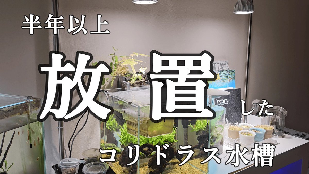 としアクアch TAC tweet media