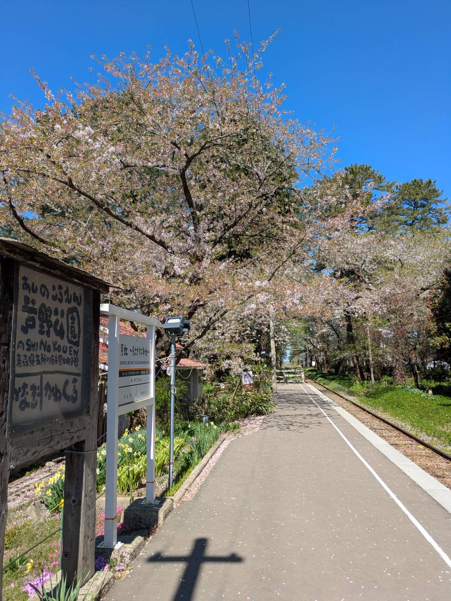 tsutetchi's tweet photo. おはよう〜ʕ๑•ɷ•๑ʔ❀
今日2026/04/25も晴天ー
青い空！
風もなく穏やかな日です😊
桜は写真のとおりですが、園内はもうちょっと桜はのこってるとのこと！

お客さんも落ち着いてくる頃なので、のんびり過ごさには、これからがおすすめ〜( •ω•ฅ) https://t.co/raj5k5SCP8