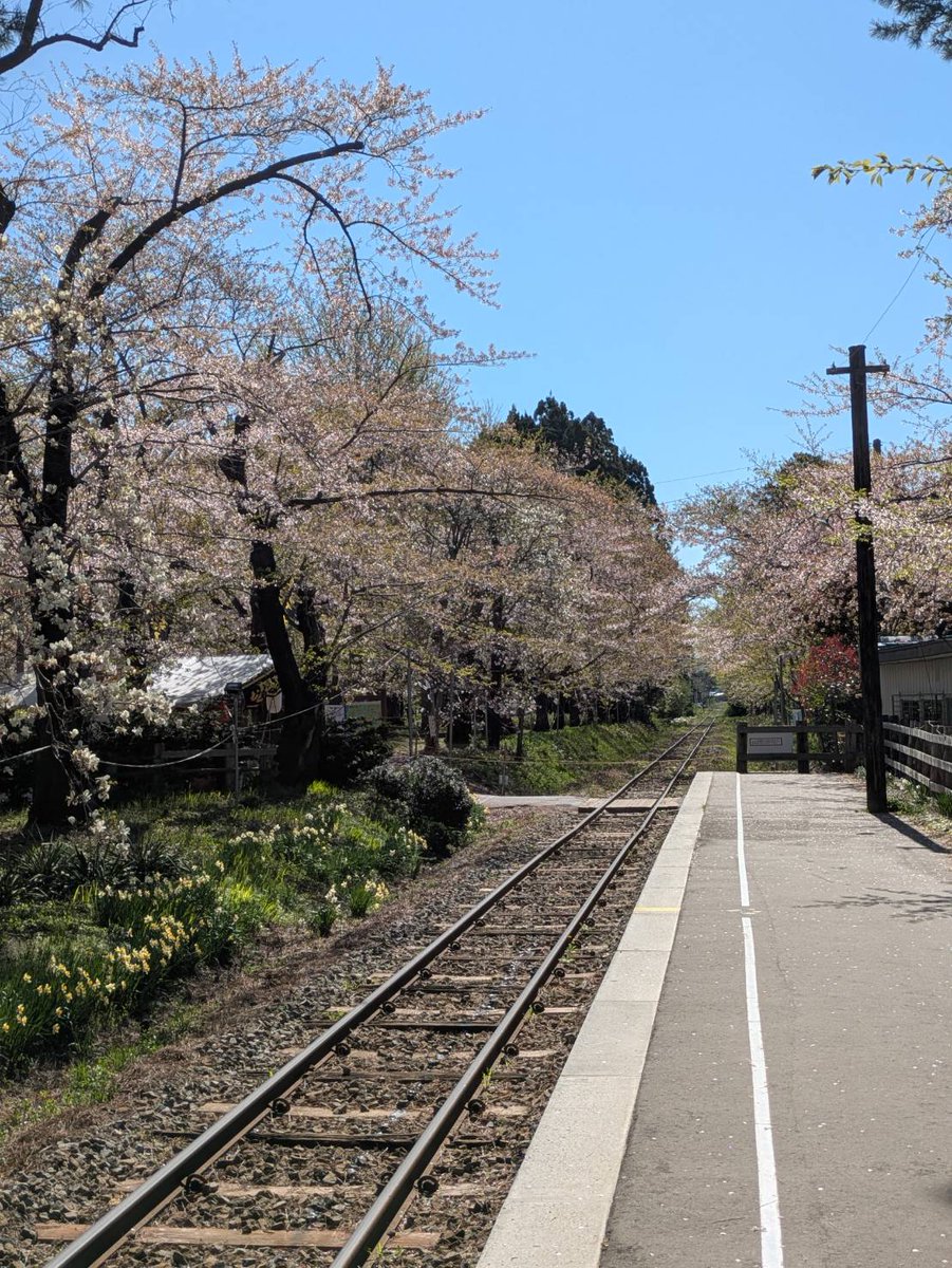 tsutetchi's tweet photo. おはよう〜ʕ๑•ɷ•๑ʔ❀
今日2026/04/25も晴天ー
青い空！
風もなく穏やかな日です😊
桜は写真のとおりですが、園内はもうちょっと桜はのこってるとのこと！

お客さんも落ち着いてくる頃なので、のんびり過ごさには、これからがおすすめ〜( •ω•ฅ) https://t.co/raj5k5SCP8