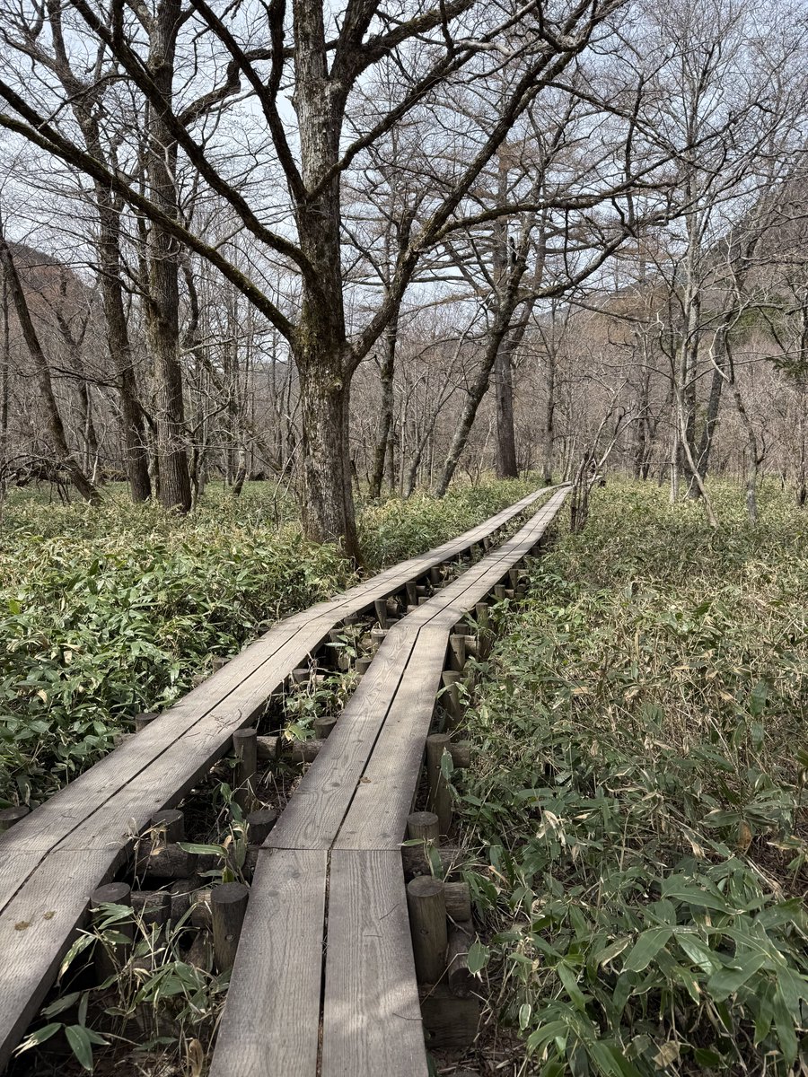 ピクミン tweet media