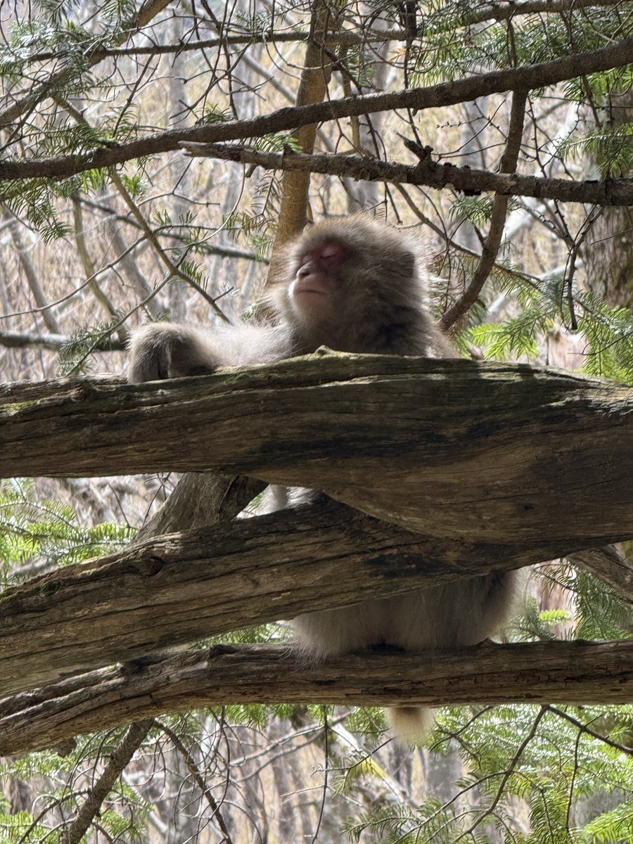 ピクミン tweet media