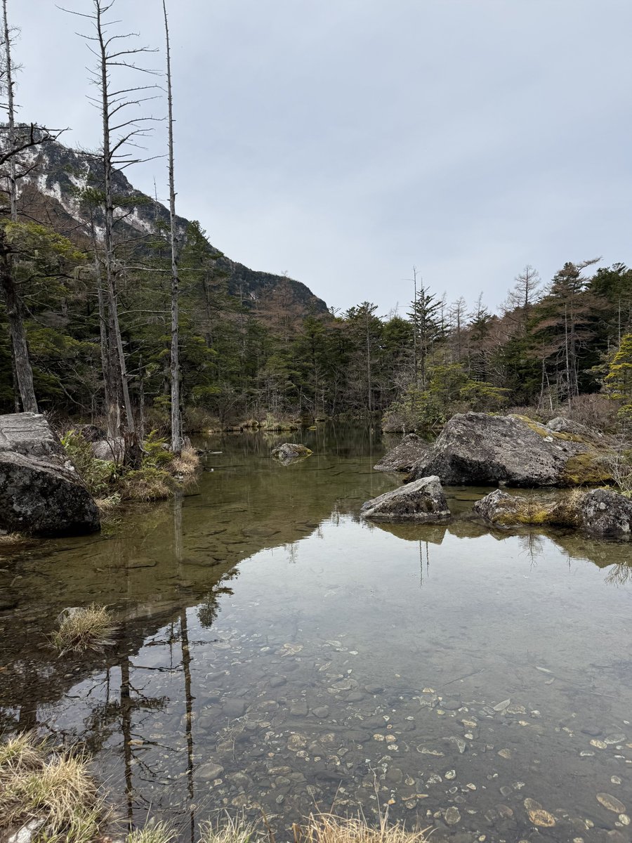 ピクミン tweet media