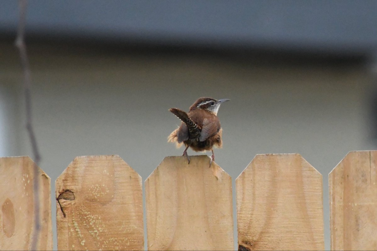 derf_winsor's tweet image. Backyard wildlife.  #Birdlife