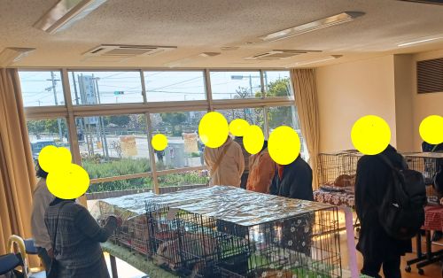 イコール保護猫譲渡会【５/２３（土）１４:００〜１６:００ 市川市 行徳文化ホールＩ＆Ｉ 第１会議室 tweet media