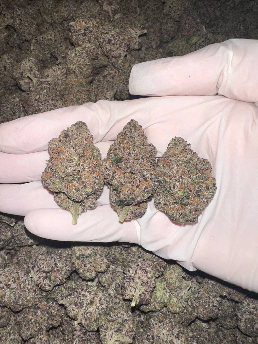420VNTH's tweet photo. 🌿 White Runtz 

🍬 Candy-like flavor, fruity &amp; smooth.
💨 Perfect balance: chill &amp; uplifting.
🔥 Premium strain, top choice worldwide
✨ Limited stock

⚡️Fast delivery in Bangkok, Hanoi, Ho Chi Minh City, Da Nang only takes 1-2 hours after ordering 
#Cannabis #Vietnam #Thailand https://t.co/Rv6tfg7ONk