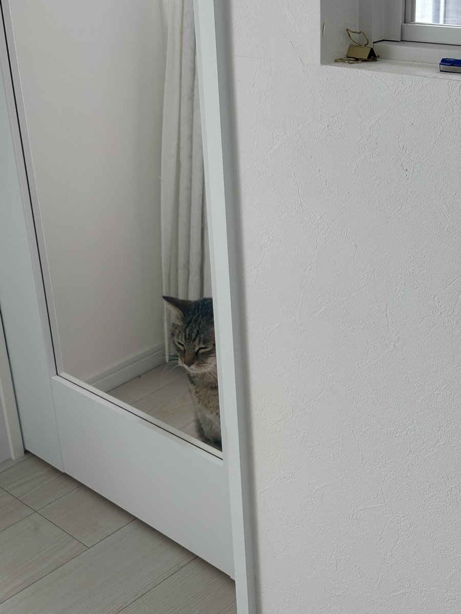 かなえの雑談🐾 tweet media