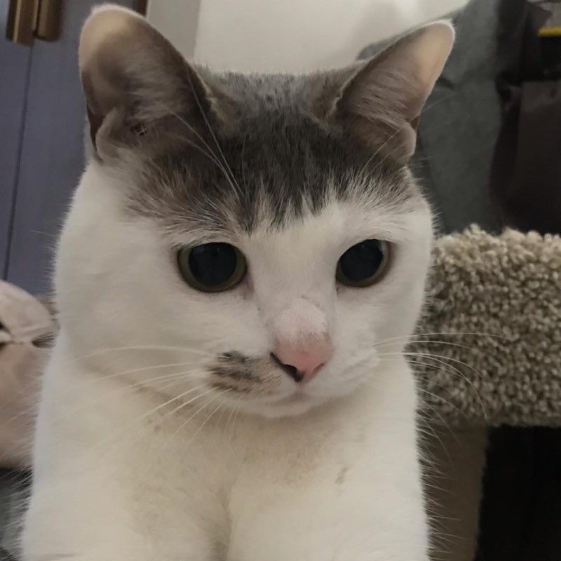 제노 앞머리 갈래갈래 나눠져있어서
더 앞머리 고앵이 같애 🥹🥹