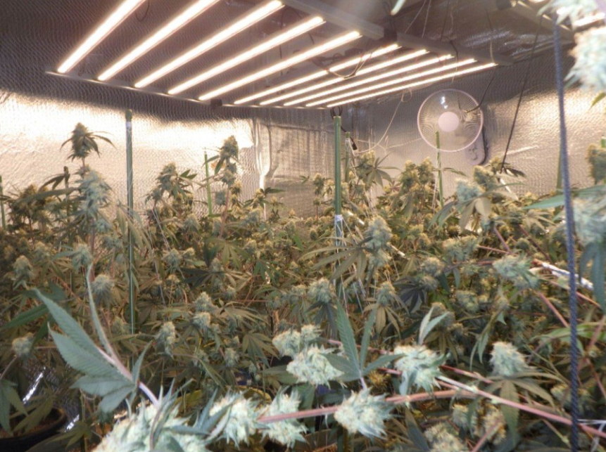 もう日本から出てってくれと思う人✋

ベトナム人男４人、アパートで大麻草を栽培で逮捕。水漏れから発覚