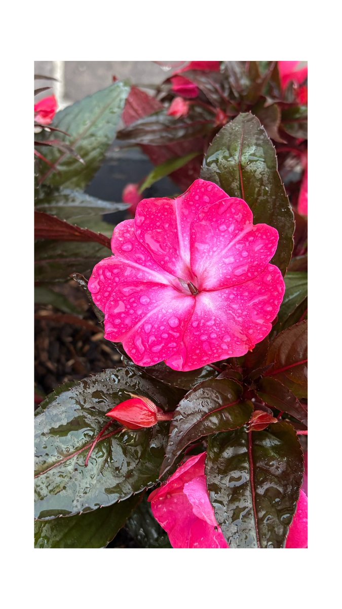 StreetSc3ne's tweet image. ❤️❤️❤️❤️

#garden #neworleans