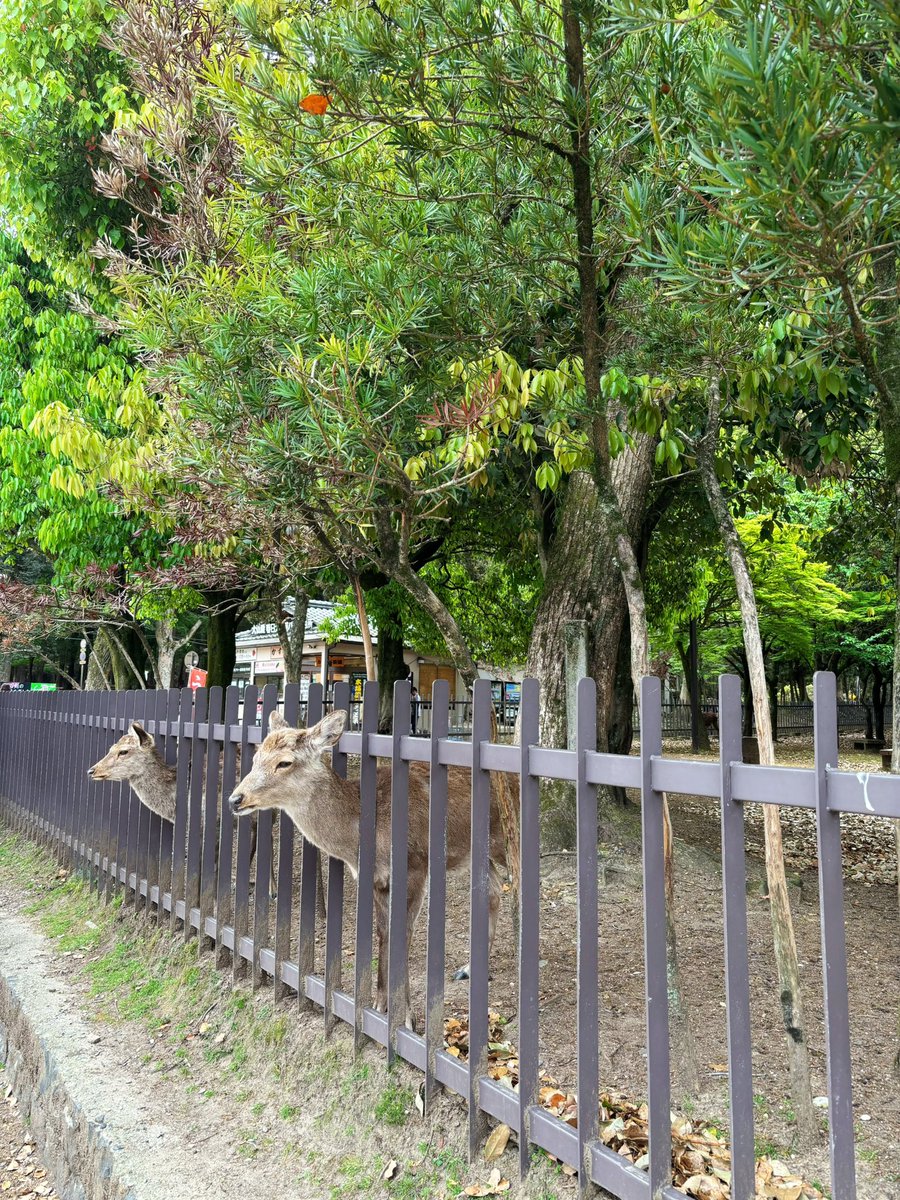 ナタリア CHACA tweet media