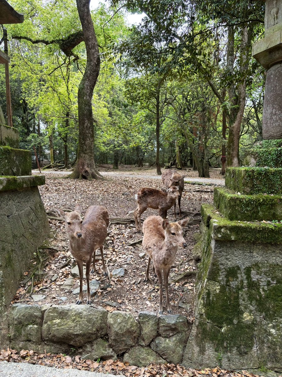 ナタリア CHACA tweet media