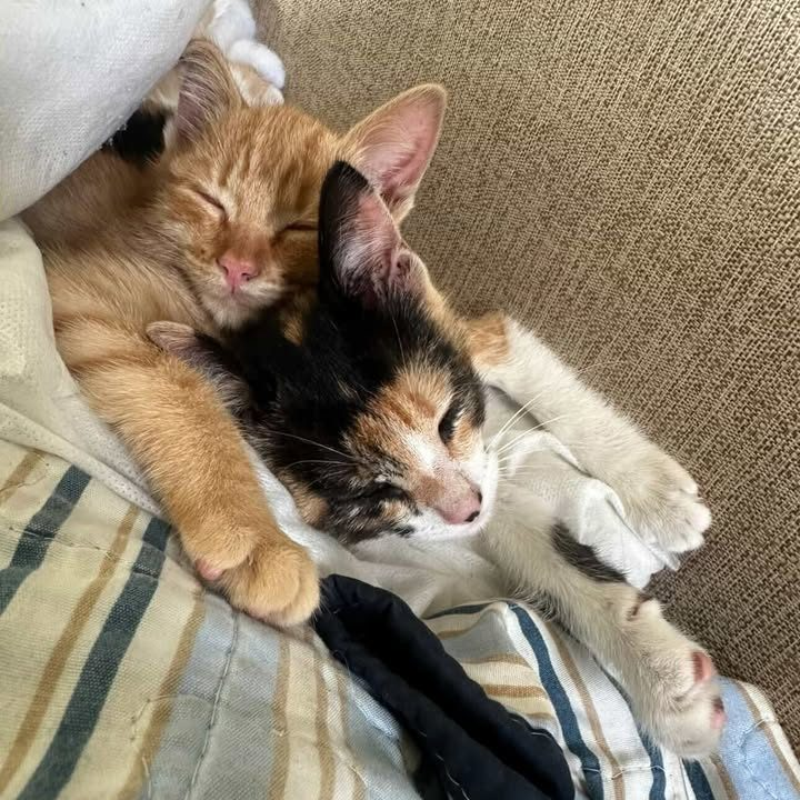 GATITOS EN ADOPCION EN LANUS
5 Bebes en adopcion y su mamá castrada en Lanus.
Claudio 115.602.1780
#GatitosenadopciondefansZONASUR