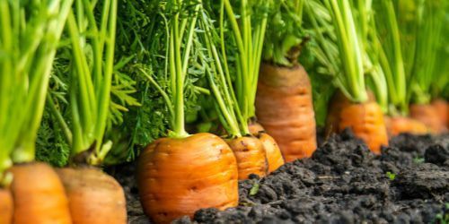Growing sweet, crunchy #carrots gets even easier when you understand the power of carrot companion #plants and smart #garden planning from the start. Get the list and free chart of carrot companion plants for your spring planting! fluxingwell.com/carrot-compani… #companionplanting