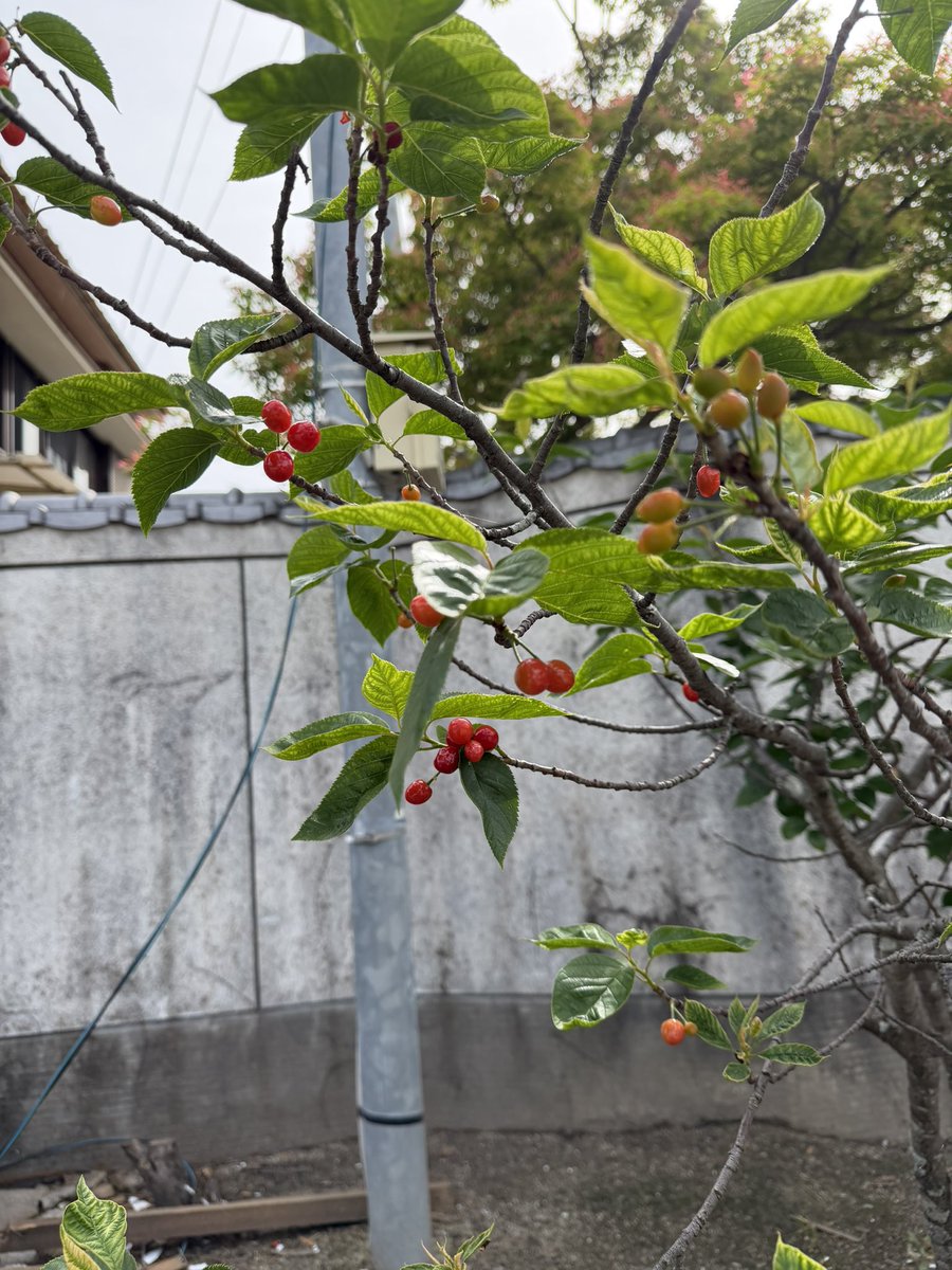 トトロちゃん&盲導犬🦮🐾 tweet media