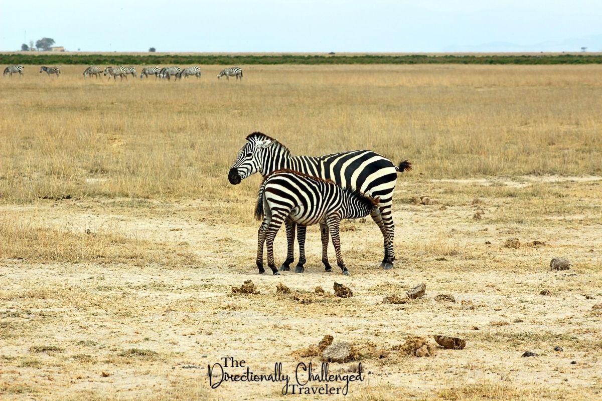 DirectionallyCT's tweet image. #SafariSaturday Another precious family moment. Keeping close to mom is the safest place to be! 🐘💕 #BabyAnimals #WildlifeProtection #FamilyFirst