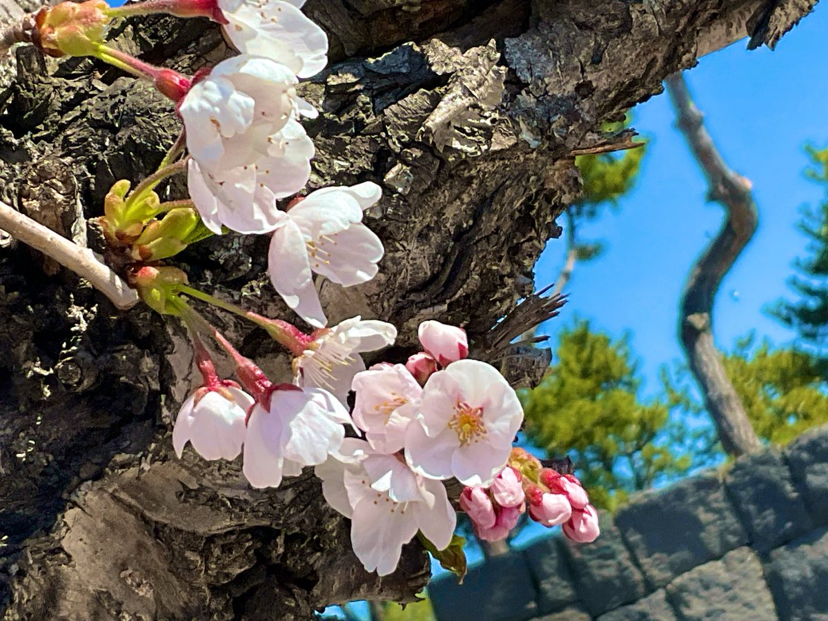 伊達市観光物産館 tweet media