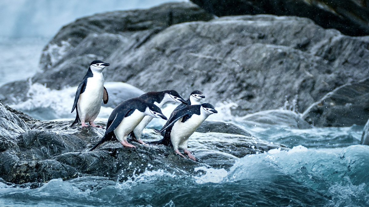 Rachel Suzanne Tien Wood tweet media