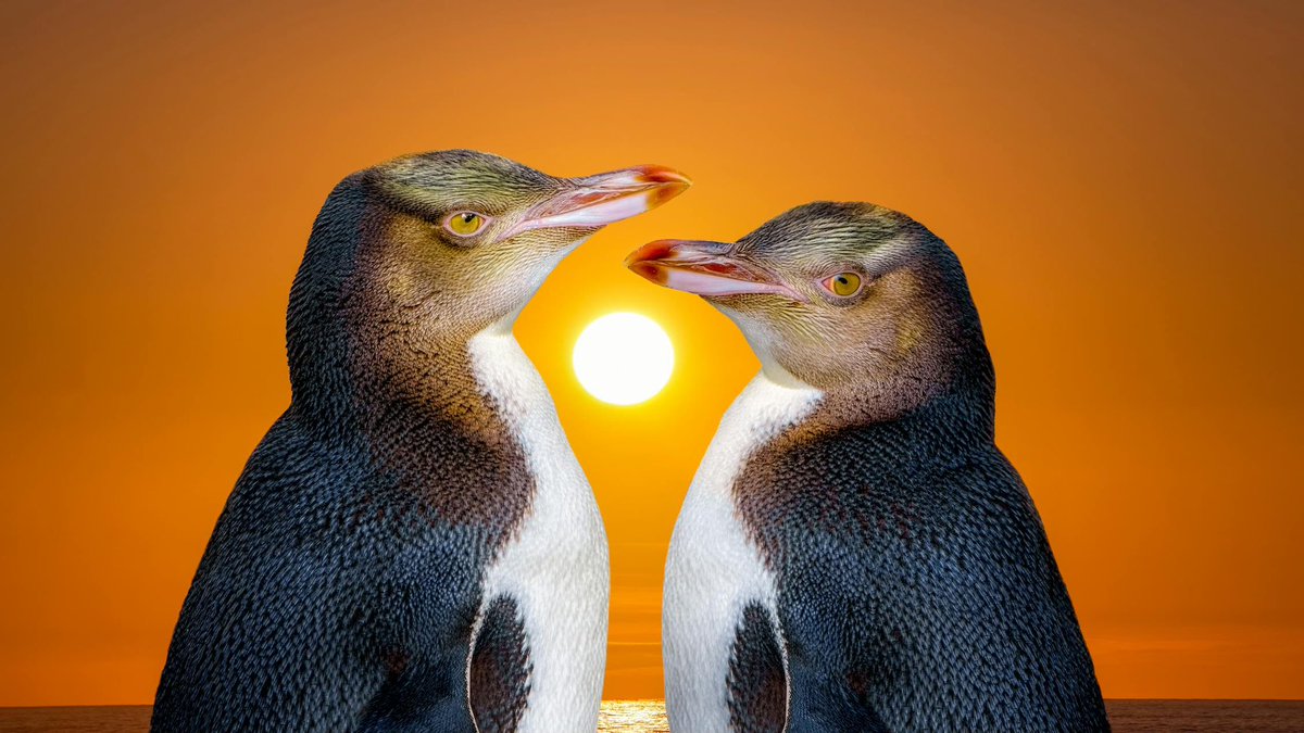 Rachel Suzanne Tien Wood tweet media