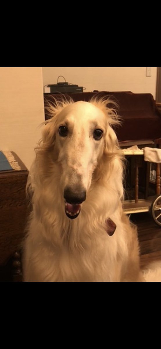 ヒビキ@1年と少し tweet media