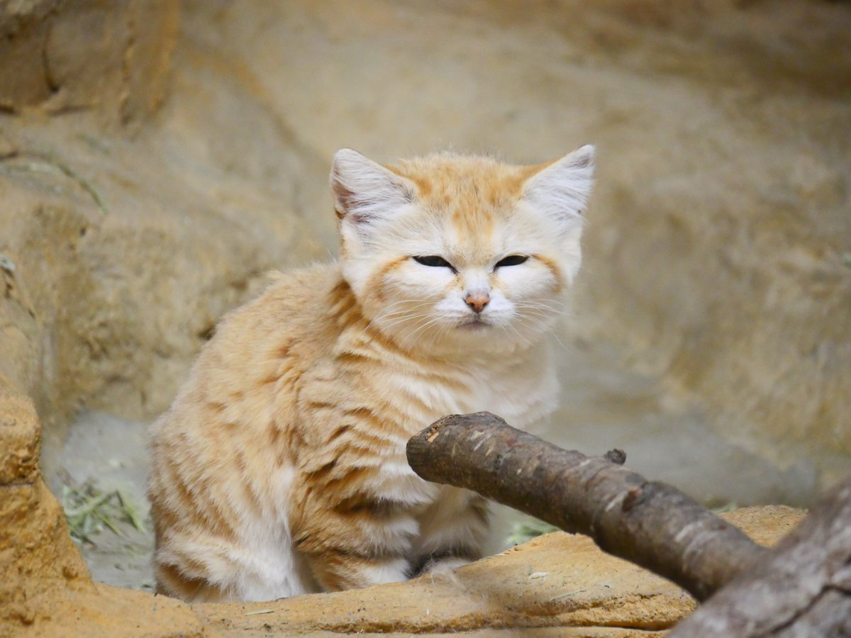 那須どうぶつ王国 tweet media