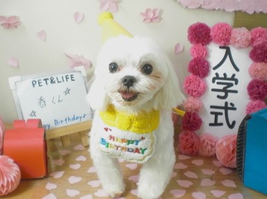 PETandLIFE's tweet photo. おはようございます▽･ｗ･▽
#トリミング
#ペットホテル
#ペットサロン
#新規のお客様ポイント5倍
#おかげさまでオープン16周年
#���んな元気 https://t.co/0V6CPENUXc