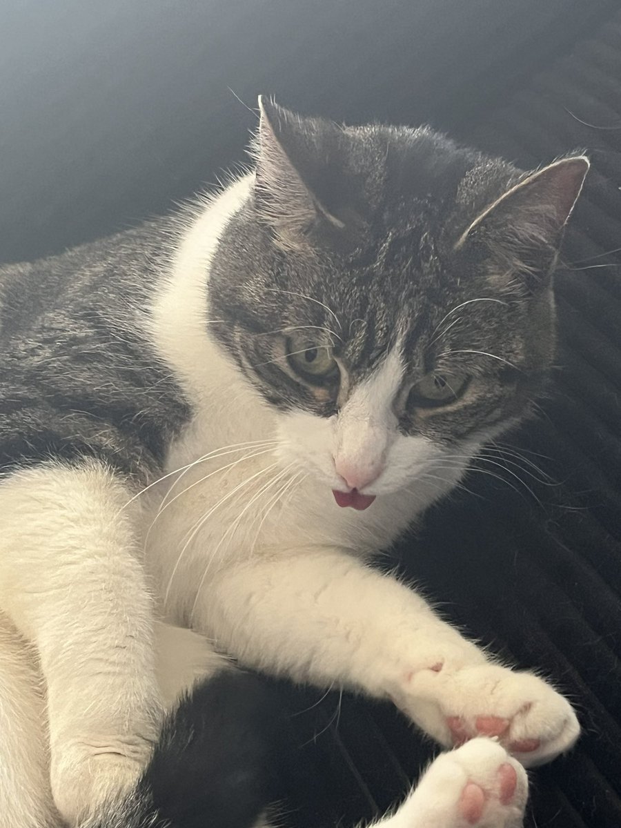 SoftSesh tweet media