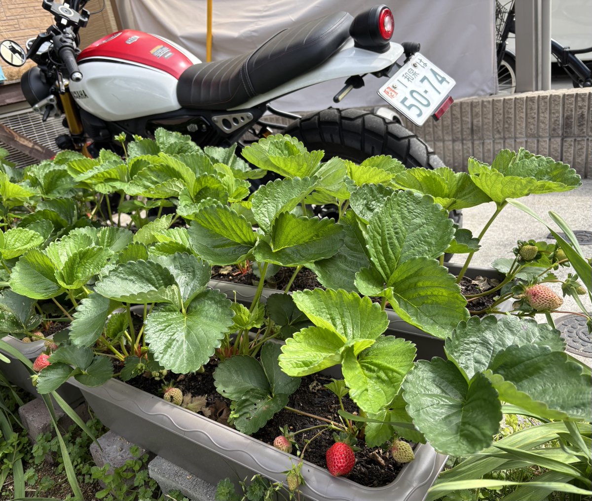 Rider01Low's tweet photo. 今年の第一陣🍓
出来は(お味)いかが？😋 https://t.co/Hil5QUqAum